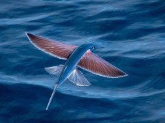 Фото: Летающая рыба.