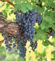 Фото: Виноградная гроздь.