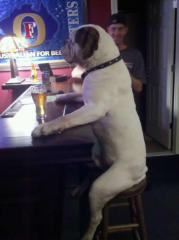 Фото: собака и пиво