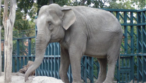 Фото: Индийская слониха Венди (Одесский зоопарк).