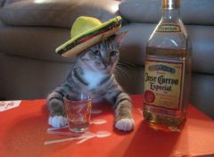 Фото: Кот и бутылка текилы
