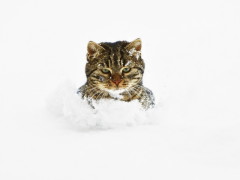Фото: За морозостойких! Кот в снегу.