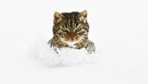 Фото: За морозостойких! Кот в снегу.