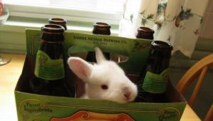 Фото: «Пивной» кролик.
