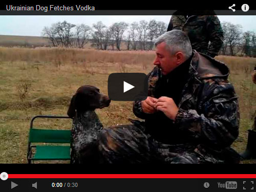 Фото: Охотничья собака носит водку.