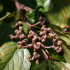 Фото: «Конфетное дерево» («Hovenia Dulcis») — источник лекарства от похмелья и алкоголизма.