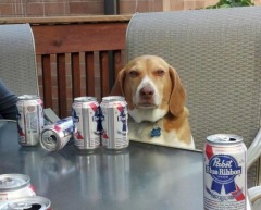 Фото: Собака — за пивом следяка.